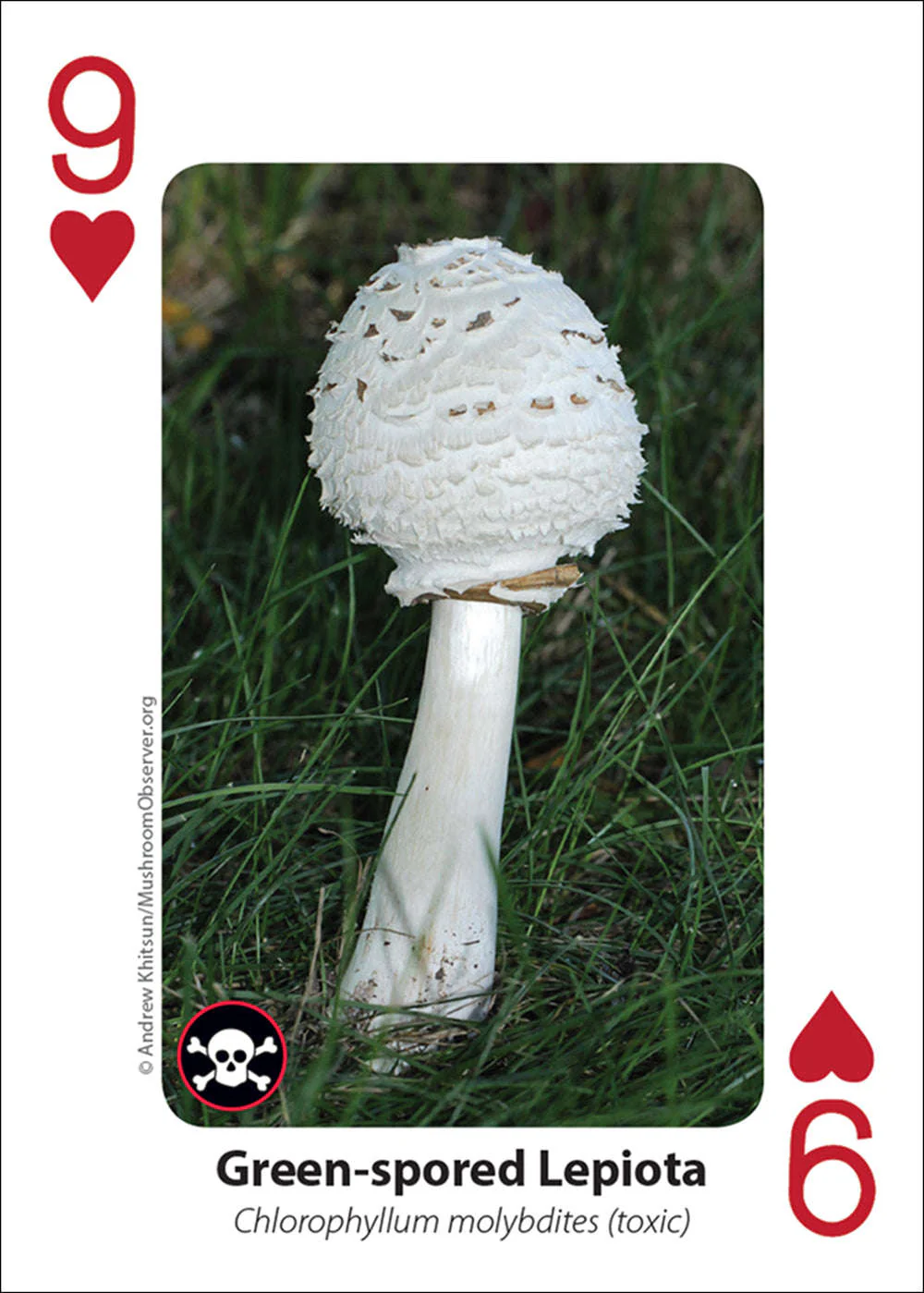 Thumbnail 5